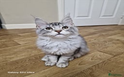 Maine Coon cats for sale: Pure maine coon - Image 27