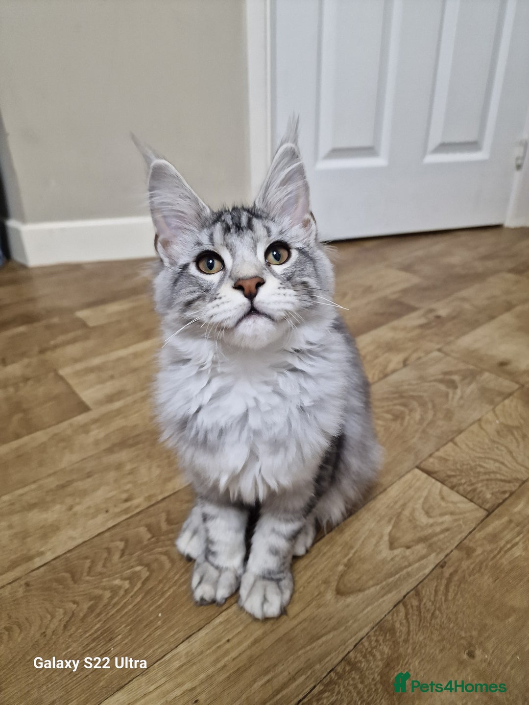 Maine Coon cats for sale: Pure maine coon - Image 27