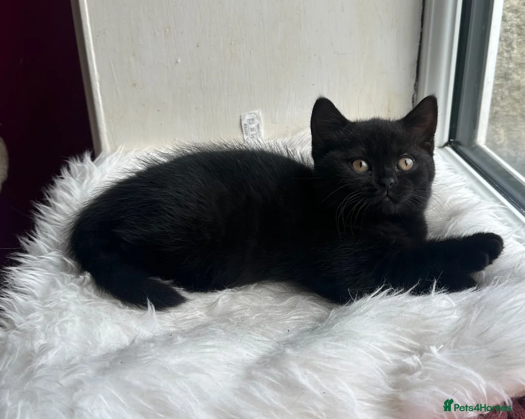 British Shorthair cats for sale: BLACK BRITISH SHORTHAIR FEMALE 🐈‍⬛ in Blackburn - Advert 6