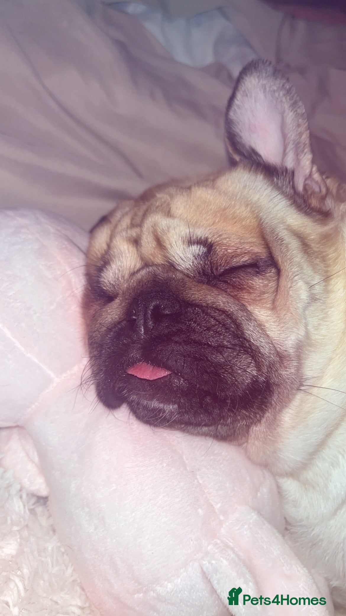 Pug dogs Skye the pug - Advert 6