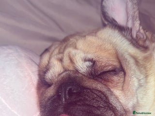 Pug dogs Skye the pug - Advert 6