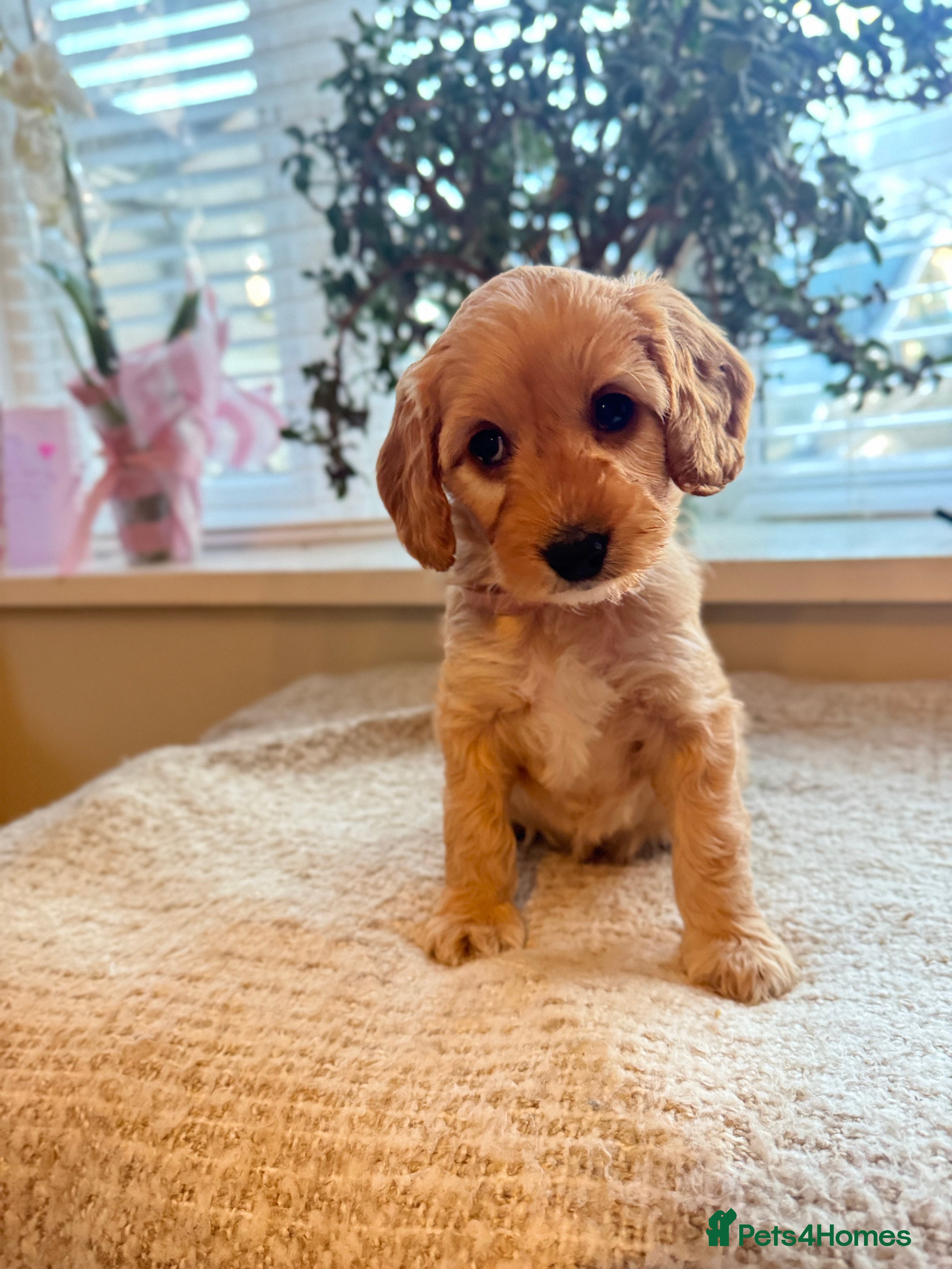 Cockapoo dogs 8x beautiful f2 cockapoos (3 left) - Advert 10