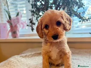 Cockapoo dogs 8x beautiful f2 cockapoos (3 left) - Advert 10