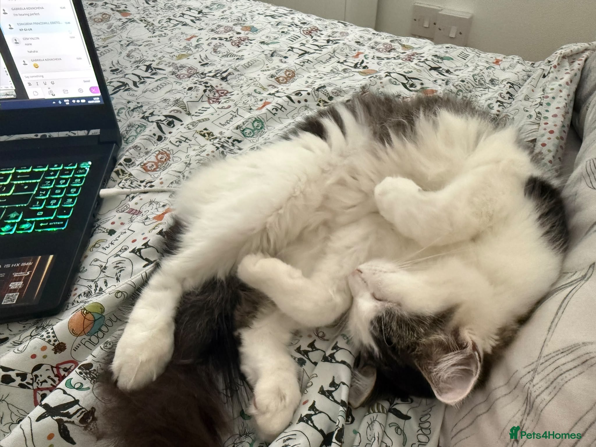 Mixed Breed cats Ginny looks for rehome - Advert 1