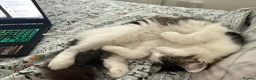Mixed Breed cats for sale: Ginny looks for rehome in Sturminster Newton - Advert 1