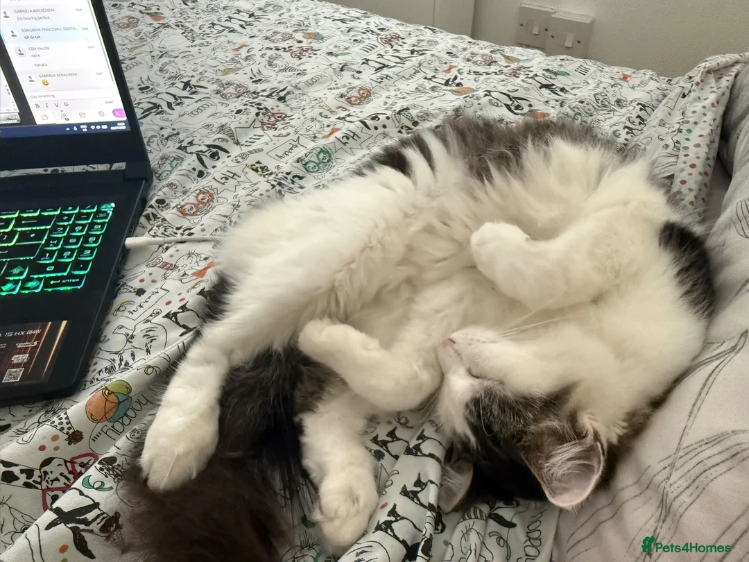 Mixed Breed cats for sale: Ginny looks for rehome in Sturminster Newton - Advert 1