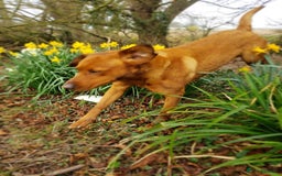 Labrador Retriever dogs for stud: Fox Red Stud Dog, Kennel Club Registered in Chelmsford - Image 5