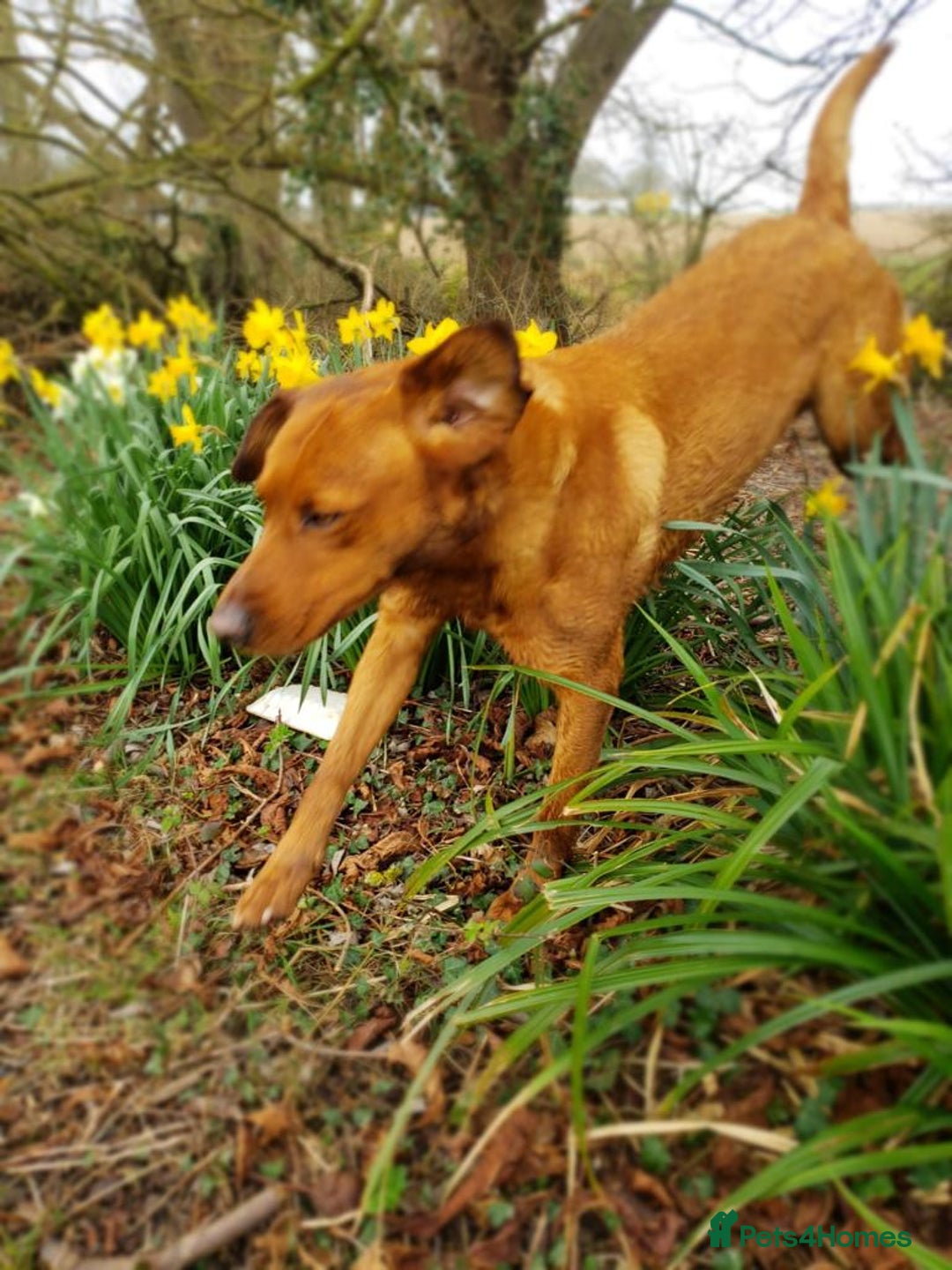 Labrador Retriever dogs for stud: Fox Red Stud Dog, Kennel Club Registered in Chelmsford - Image 5
