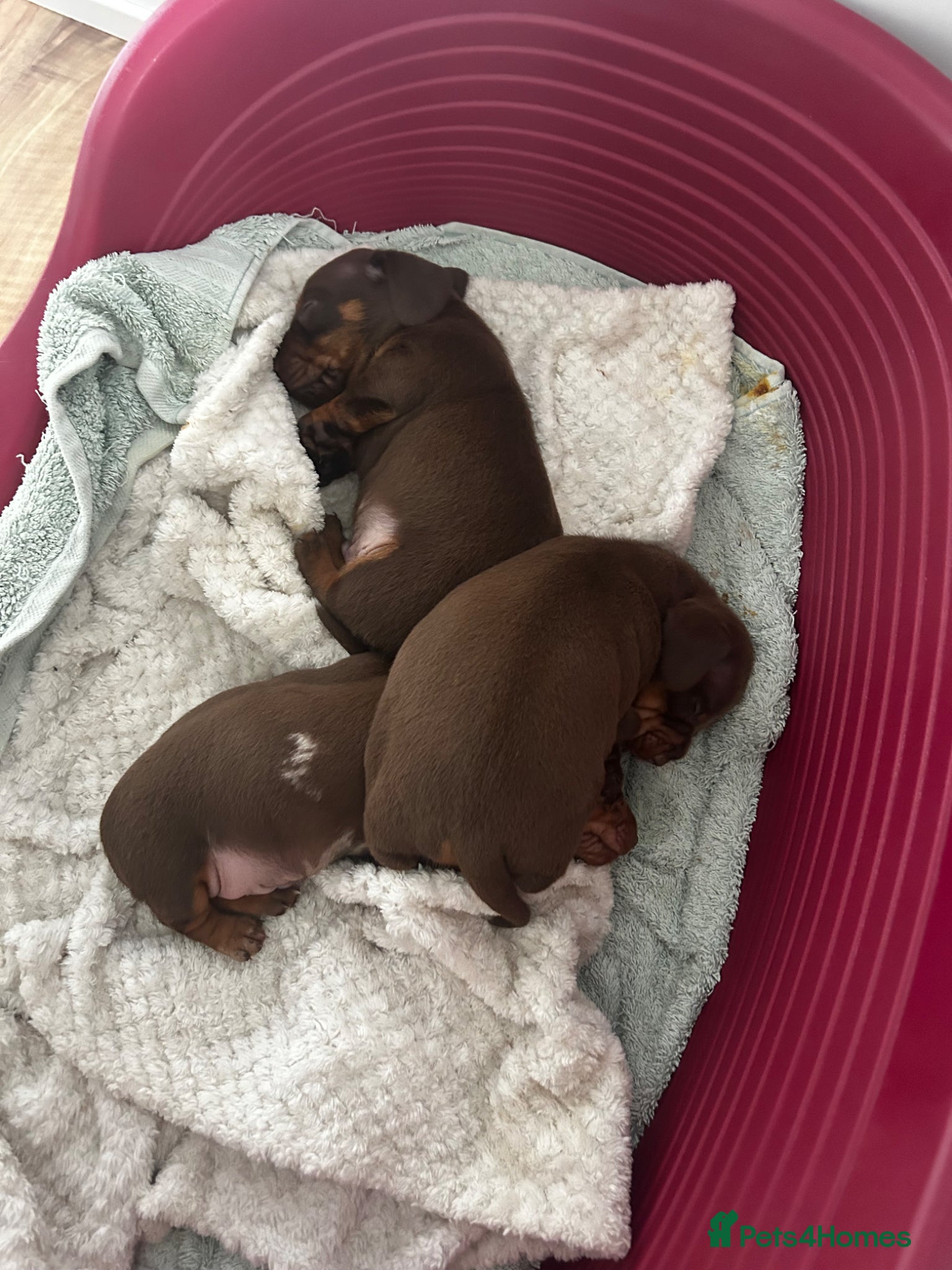Miniature Dachshund dogs for sale: 3 miniature dashund boys kc reg - Advert 2