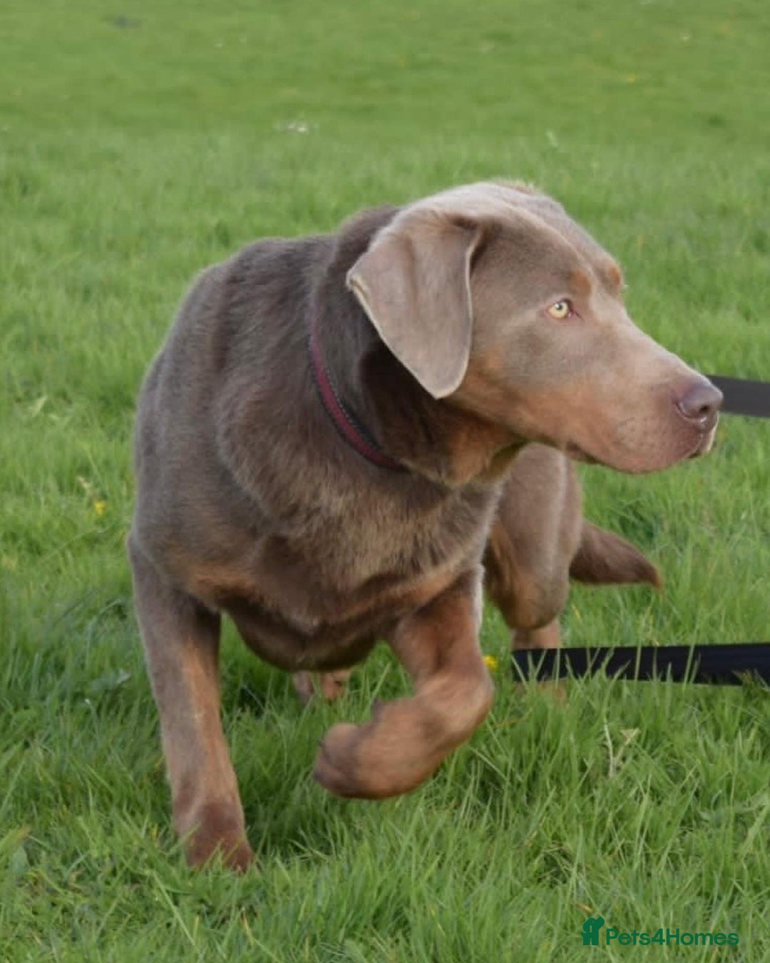 Labrador Retriever dogs for sale:  KC registered Silver and silver and tan labs  - Image 11