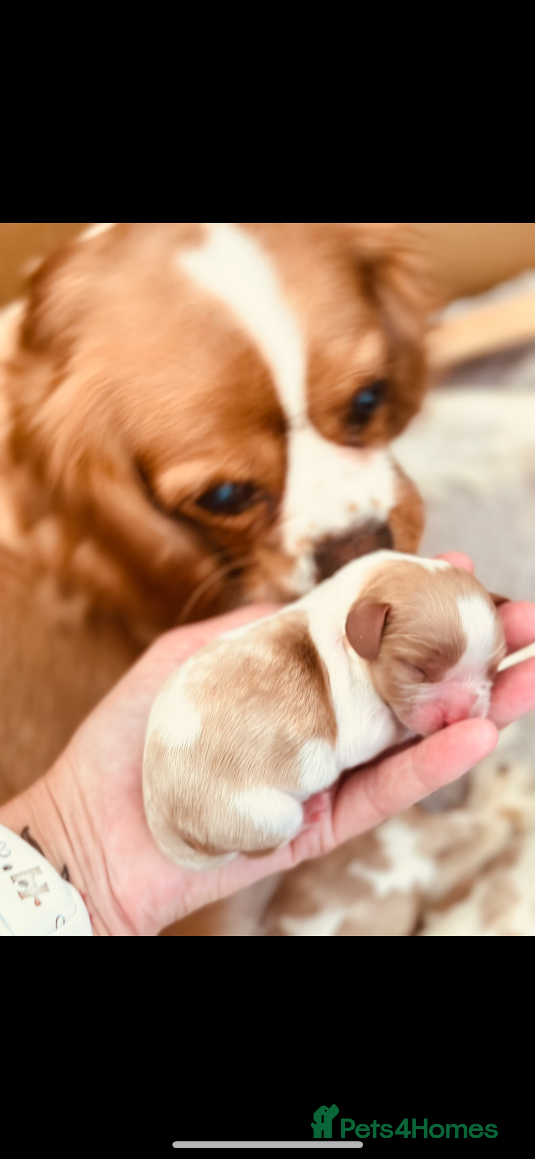 Cavalier King Charles Spaniel dogs for sale: Cavalier King Charles puppies  - Image 1