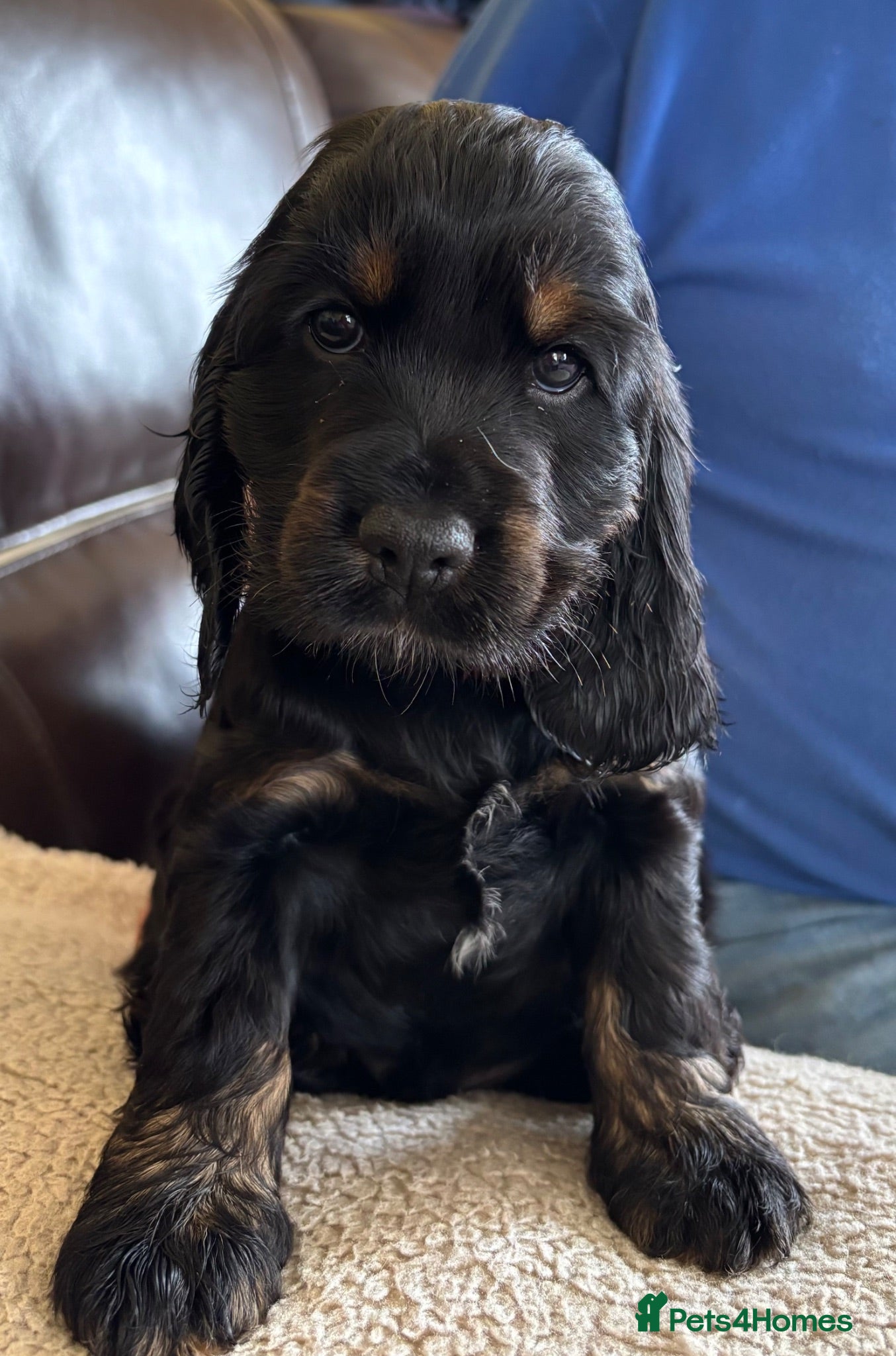 Cocker Spaniel dogs (READY NOW)  Gorgeous Show Cocker Spaniel Puppies - Advert 1