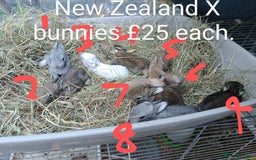 New Zealand rabbits for sale: Rex, New Zealand and lops available  - Image 2