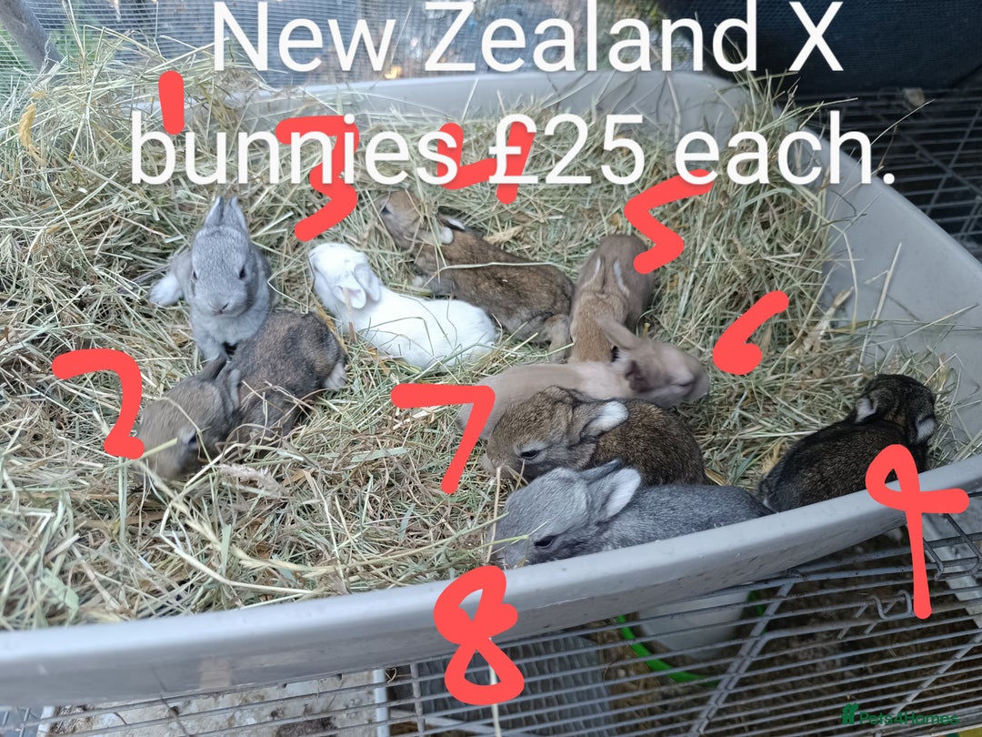 New Zealand rabbits for sale: Rex, New Zealand and lops available  - Image 2