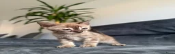 Bengal cats for sale: Bengal Kitten For Sale (Ready to go - Last One) - Advert 17