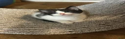 Mixed Breed cats for sale: 2 femles left read description x - Advert 9