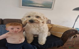 Goldendoodle dogs for stud: Beautiful large goldendoodle for stud - Image 8
