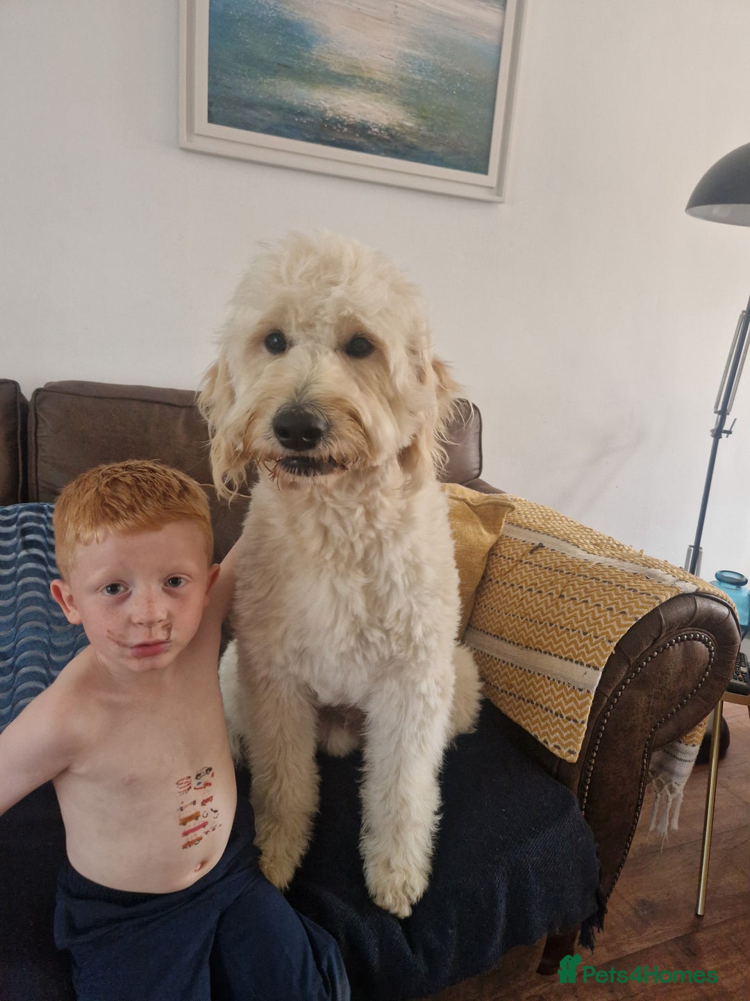 Goldendoodle dogs for stud: Beautiful large goldendoodle for stud - Image 8