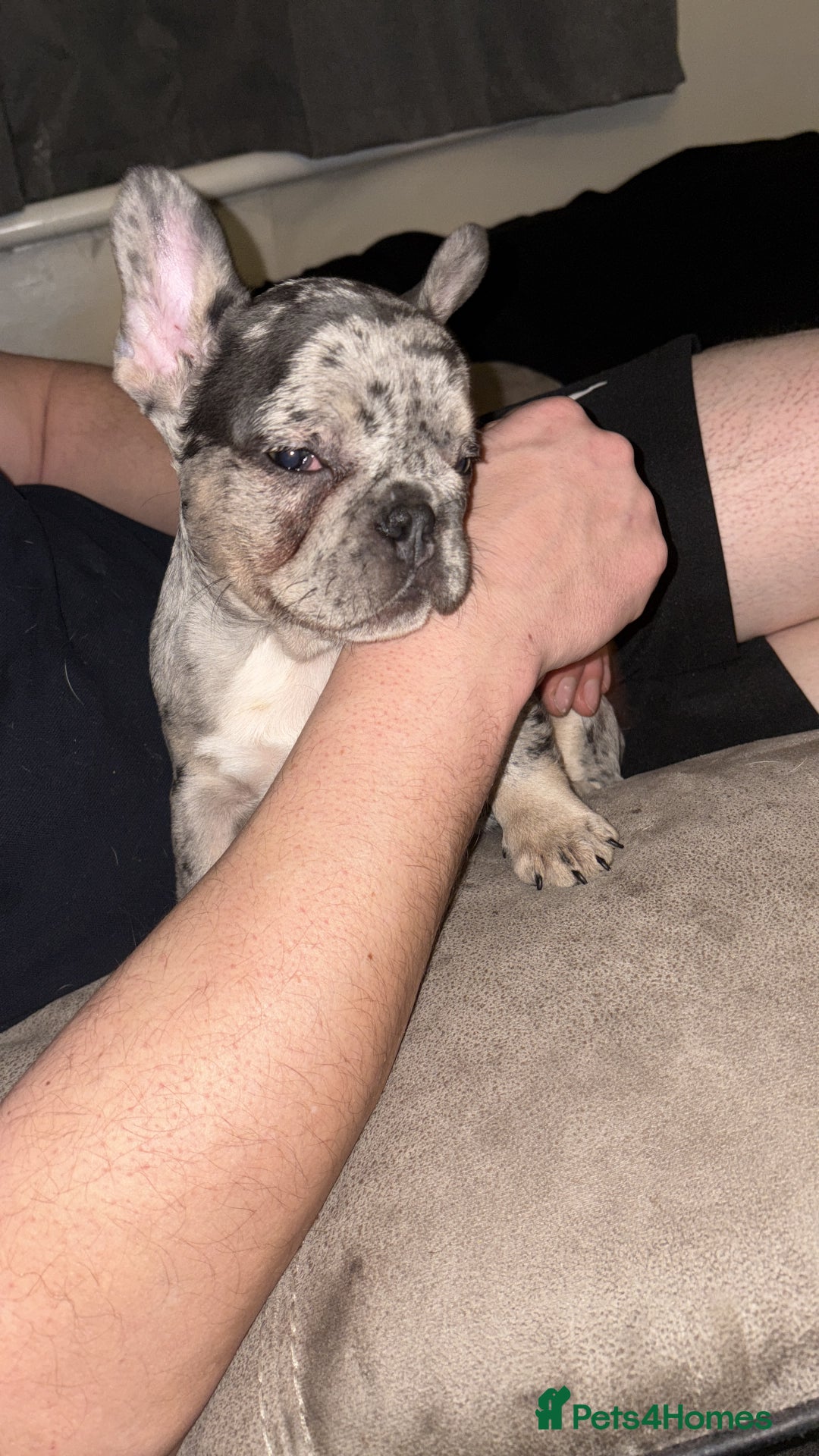 French Bulldog dogs for sale: Female Blue Merle puppy  - Advert 3