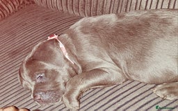American Bulldog dogs for sale: Skye  - Image 4