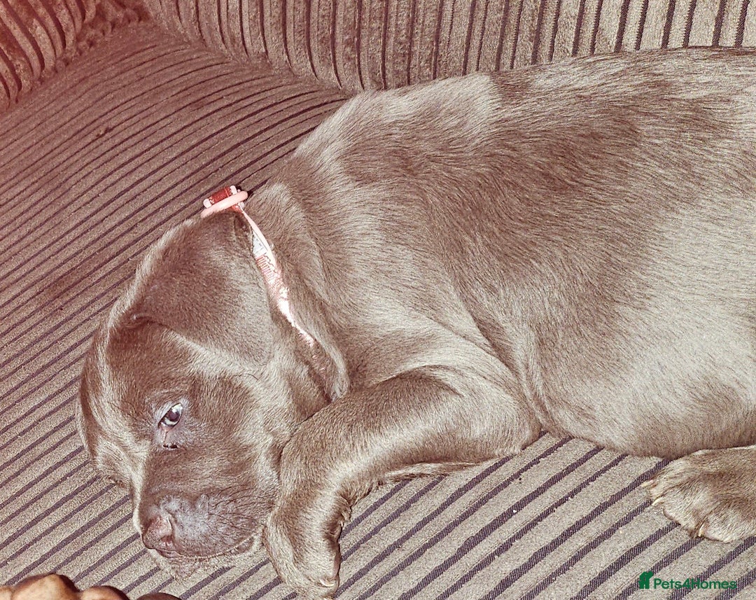 American Bulldog dogs for sale: Skye  - Image 4