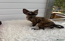 Devon Rex cats for sale: Female Devon Rex - Image 1