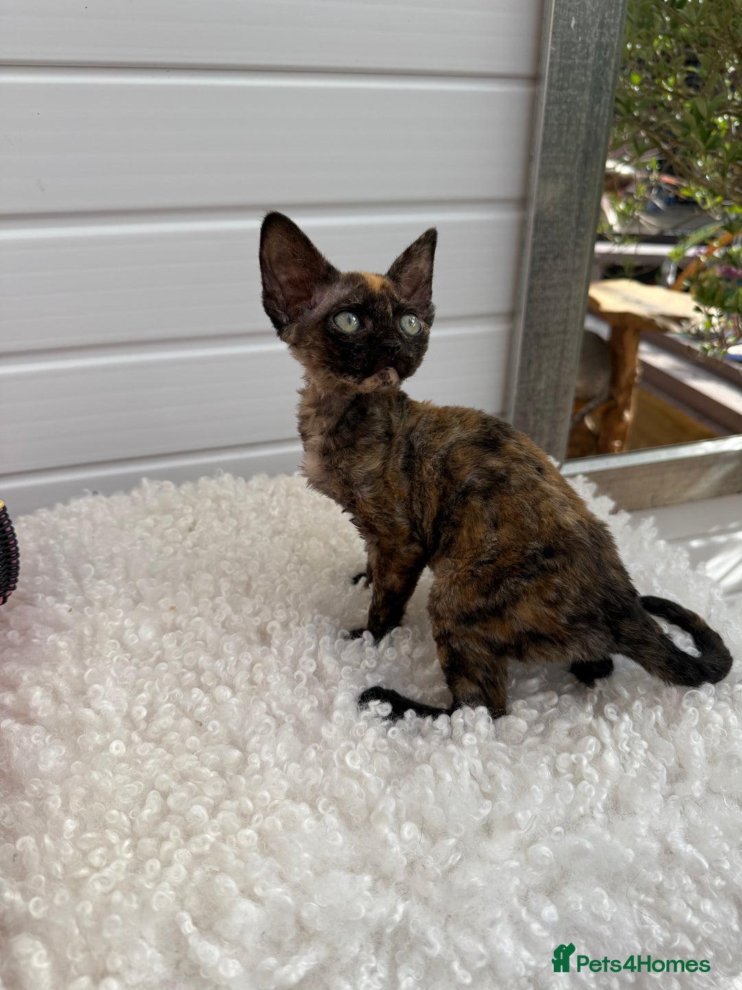 Devon Rex cats for sale: Female Devon Rex - Image 1