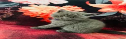 British Shorthair cats for sale: Gorgeous Cream and Lilac British Shorthairs - Advert 11