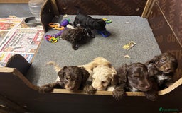 Cockapoo dogs for sale: Gorgeous Cockapoo puppies  - Image 7