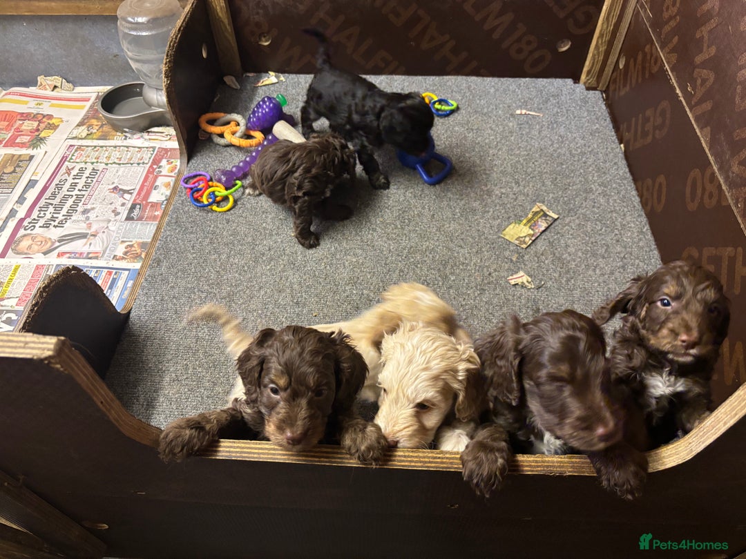 Cockapoo dogs for sale: Gorgeous Cockapoo puppies  - Image 7