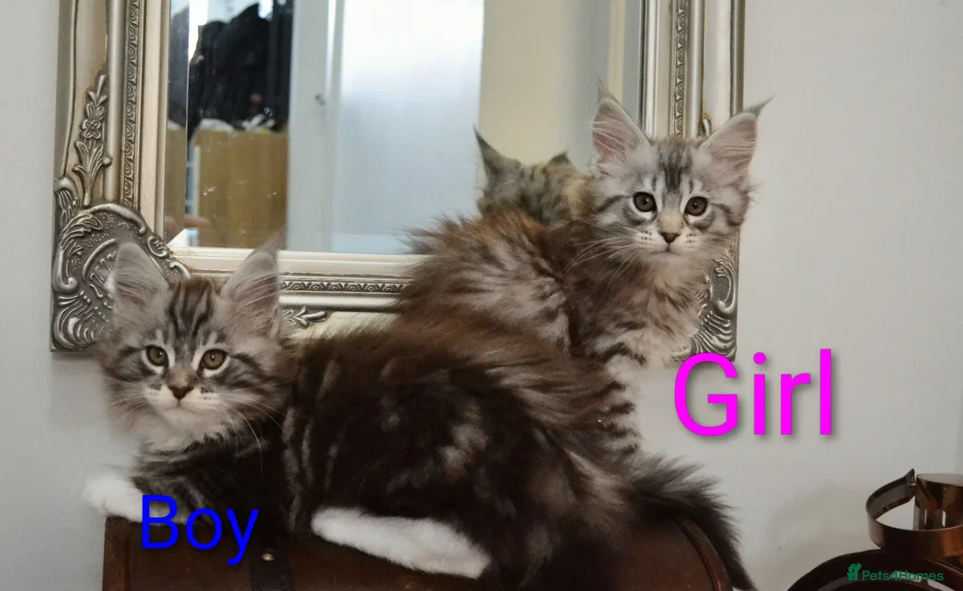 Maine Coon cats for sale: Maine coon kittens available  - Advert 12