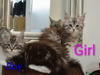 Maine Coon cats Maine coon kittens available - Advert 1