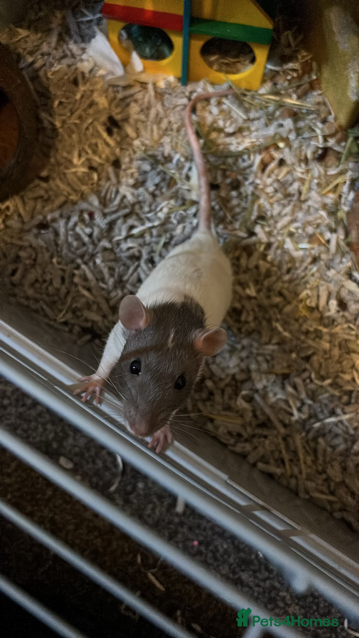 Rat rodents Remi. - Advert 18