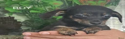 Chiweenie dogs for sale: Chiweenies looking for their forever home - Advert 11