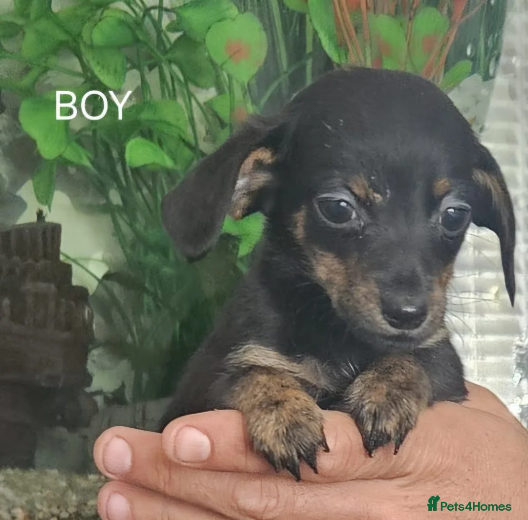 Chiweenie dogs for sale: Chiweenies looking for their forever home - Advert 11
