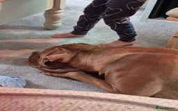 Mixed Breed dogs for sale: Oden  - Image 3