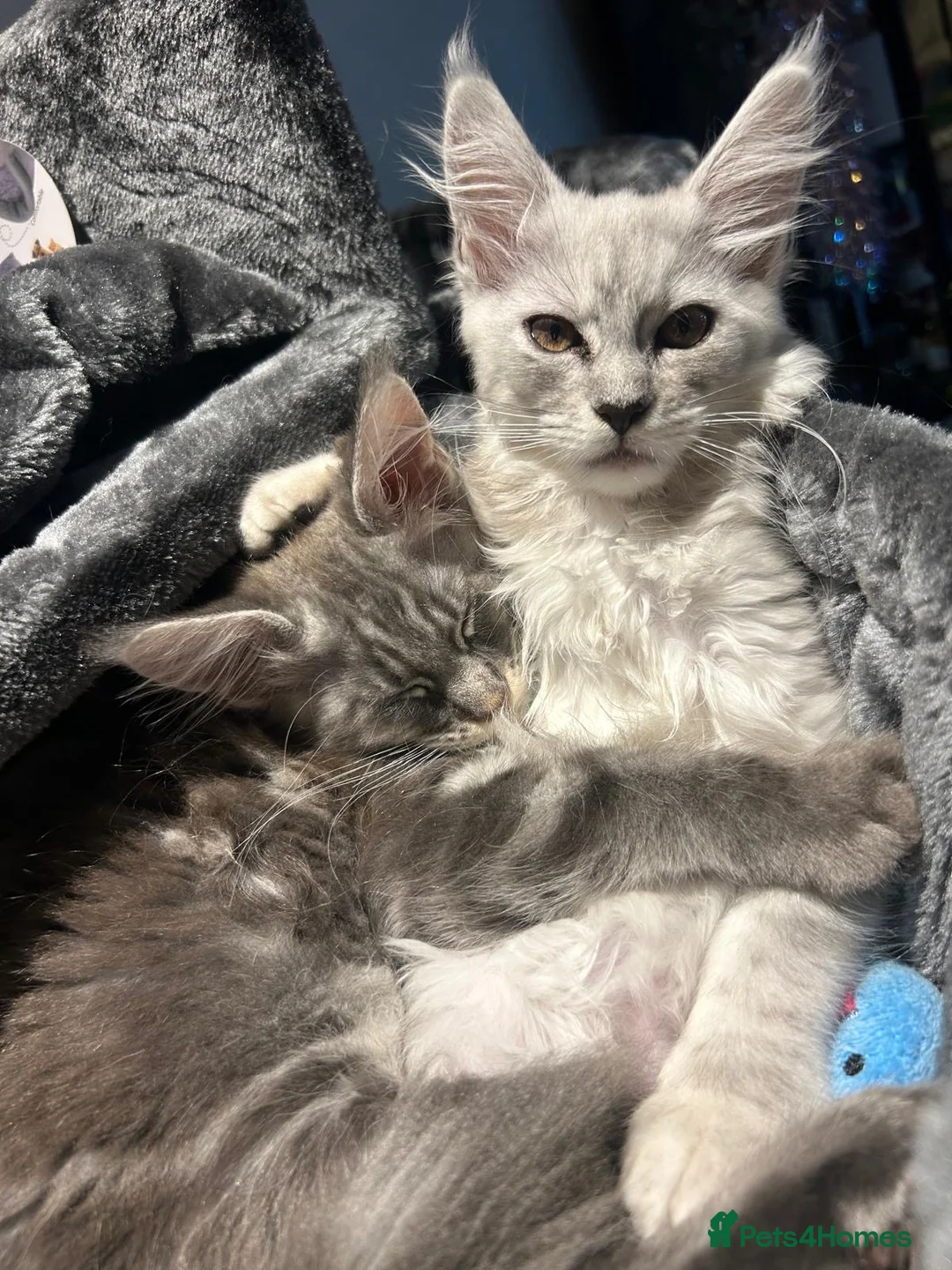 Maine Coon cats for stud: TICA ACTIVE MAINE COON STUD - Advert 11