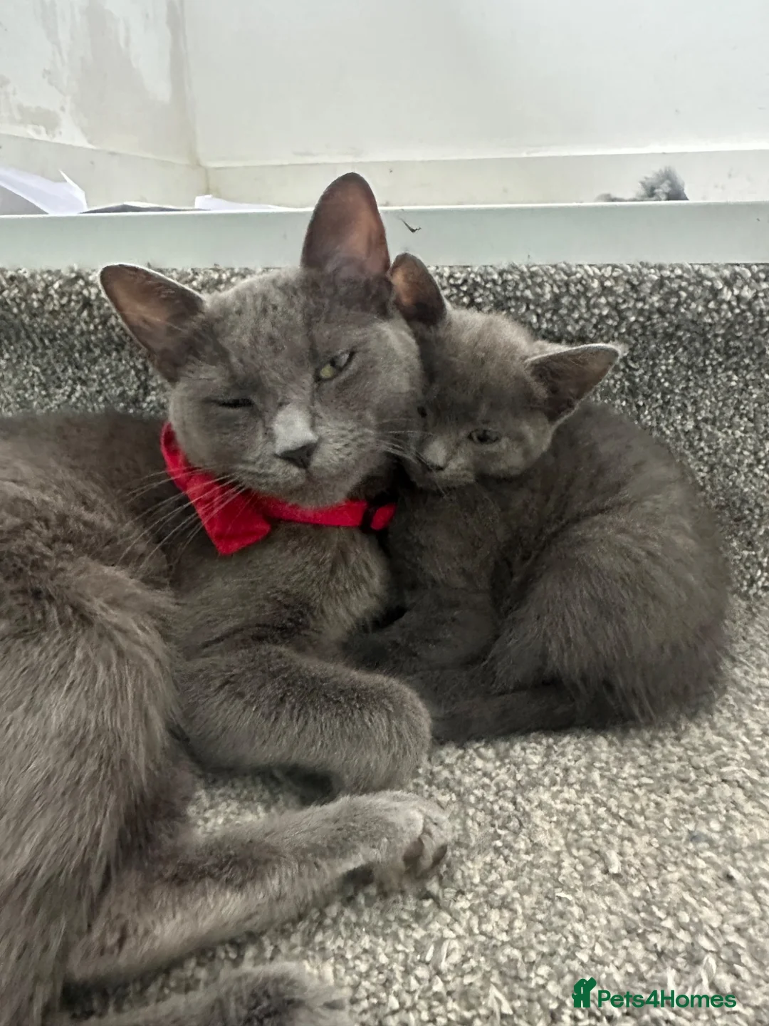 Maine Coon cats for sale: Lovely British Shorthair cross - Advert 3