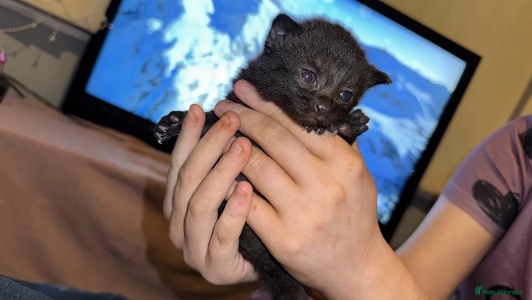 Mixed Breed cats for sale: Kittens  - Advert 5