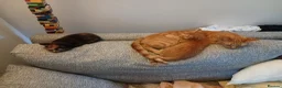 Mixed Breed cats for sale: 2 kittens for sale ginger male brown/ginger female in Bournemouth - Advert 2