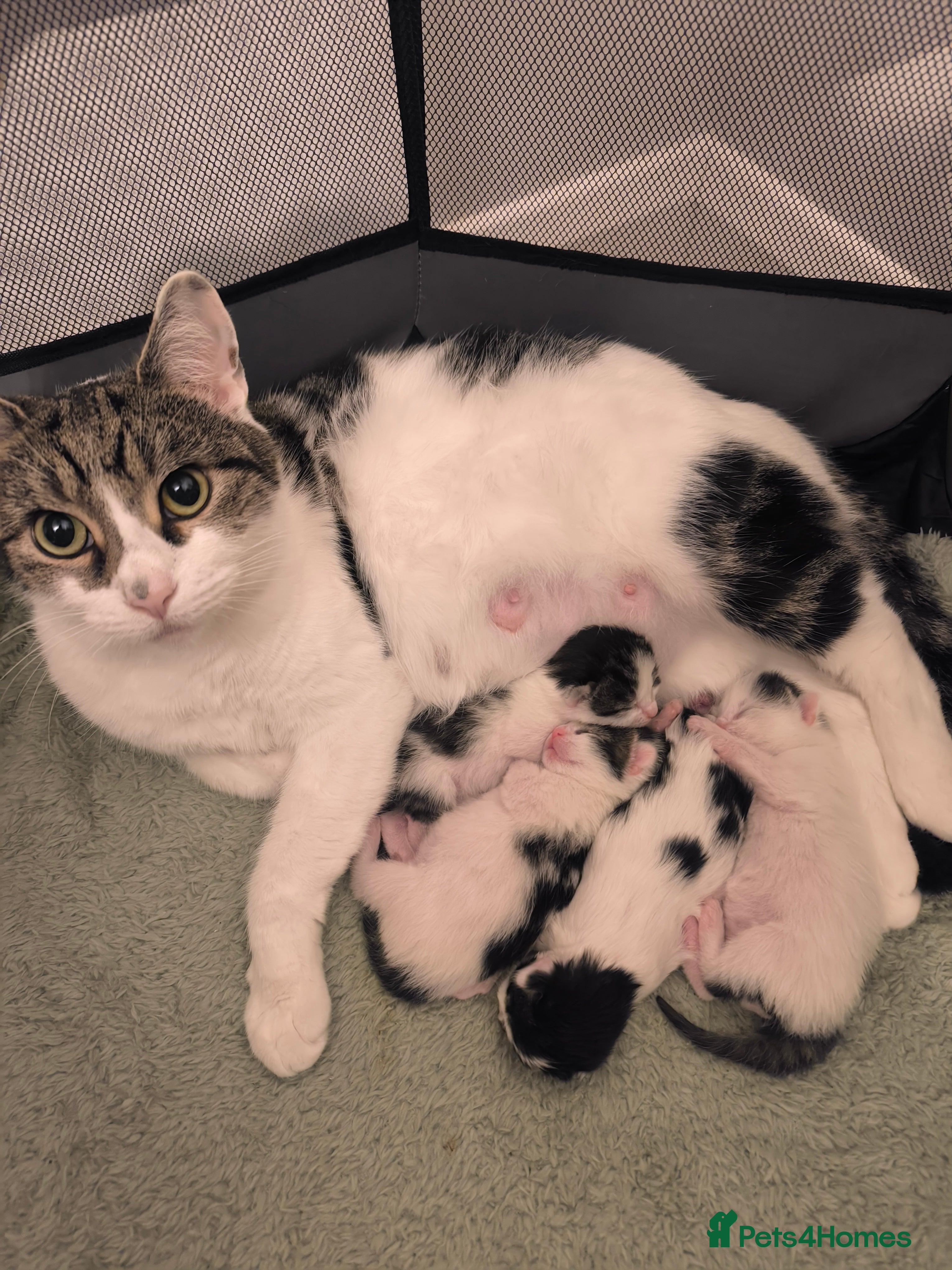 Mixed Breed cats Beautiful kittens are looking for a new family. - Advert 13