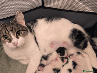 Mixed Breed cats Beautiful kittens are looking for a new family. - Advert 13