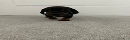 Dachshund dogs for sale: Dachshund pups black and tan - Advert 11