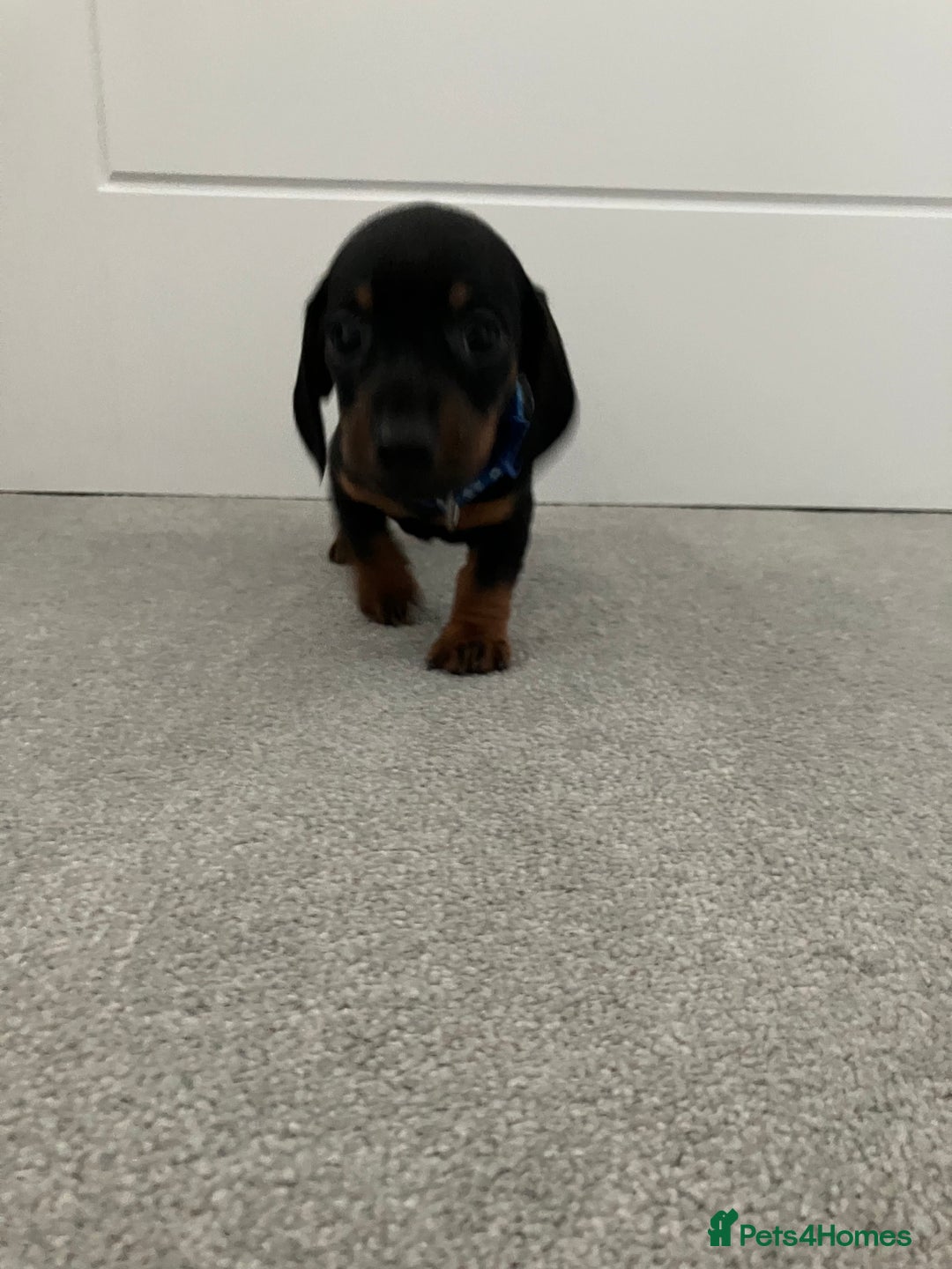 Dachshund dogs for sale: Dachshund pups black and tan - Advert 11