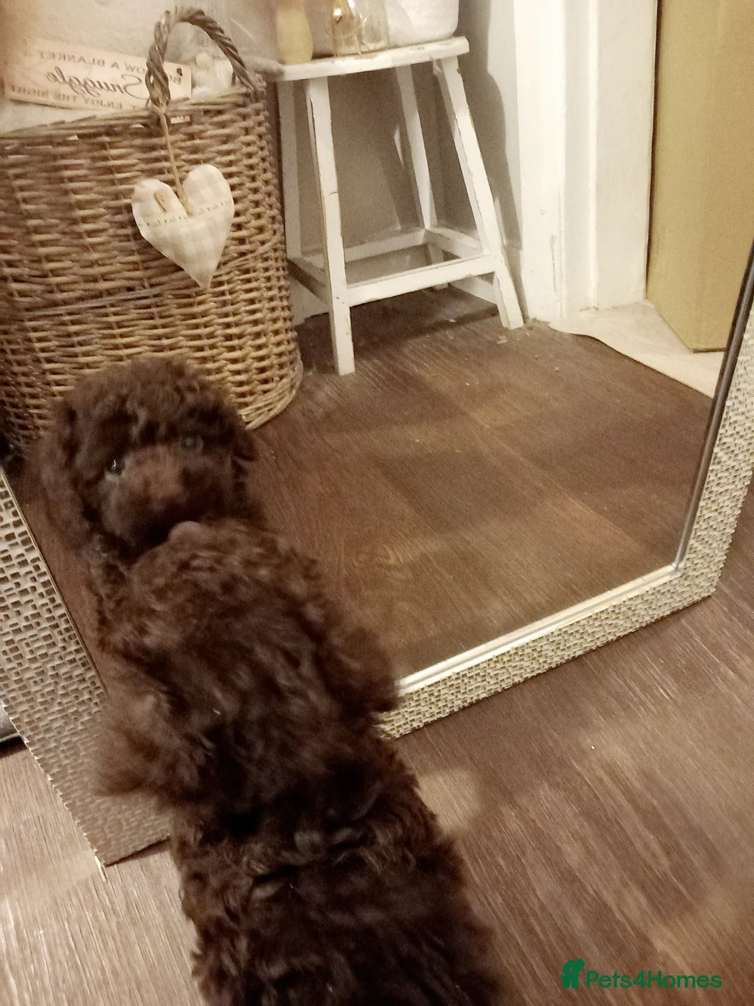 Toy Poodle dogs for sale: BEAUTIFULL TINY KC FULL PEDIGREE TOY POODLES* - Advert 19
