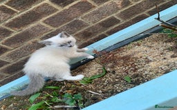 Ragdoll cats for sale: Half breed Ragdoll female kitten available  - Image 9