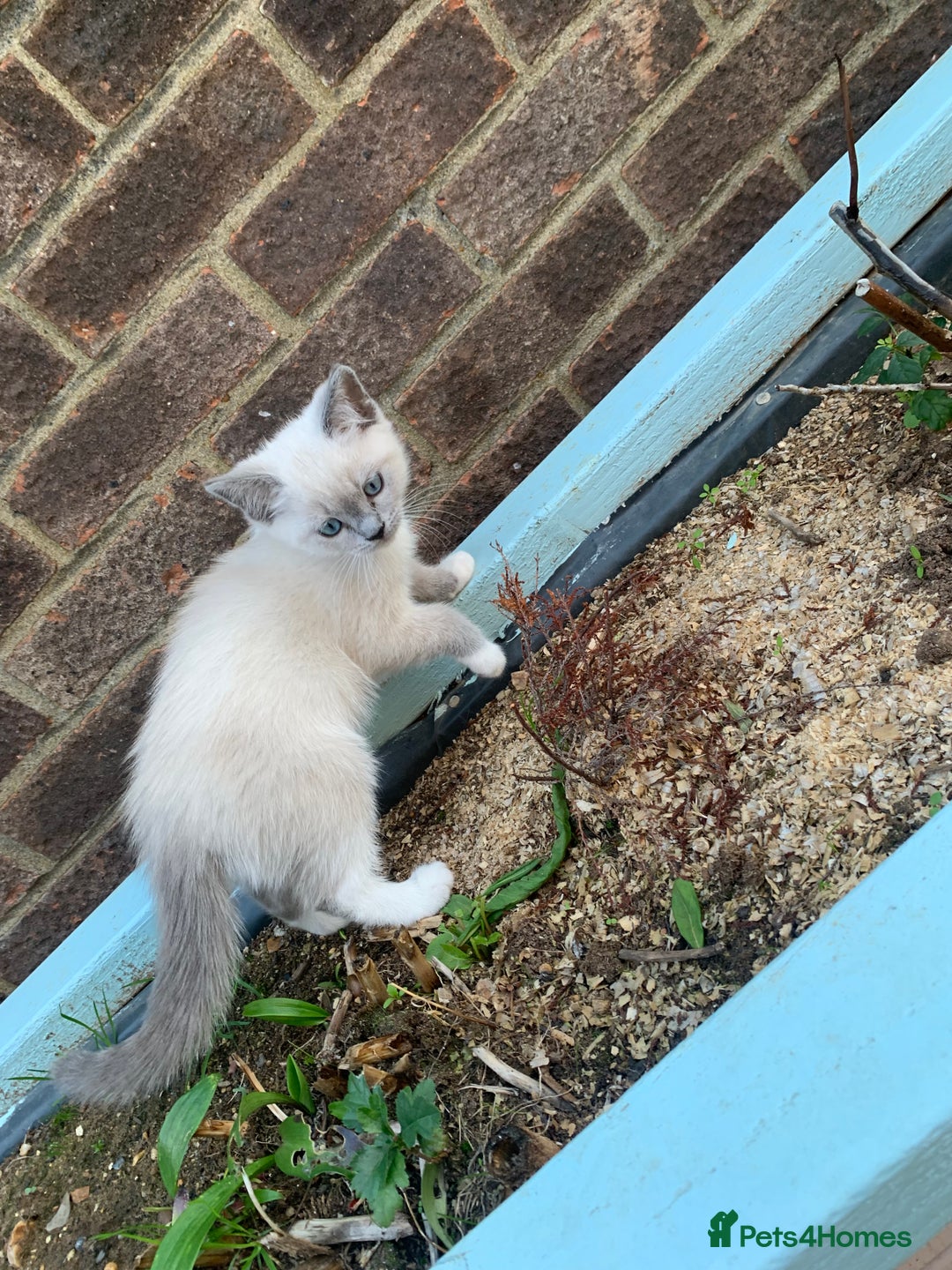 Ragdoll cats for sale: Half breed Ragdoll female kitten available  - Image 9