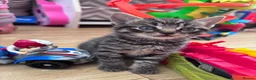 Mixed Breed cats for sale: Beautiful fluffy kittens - Advert 11