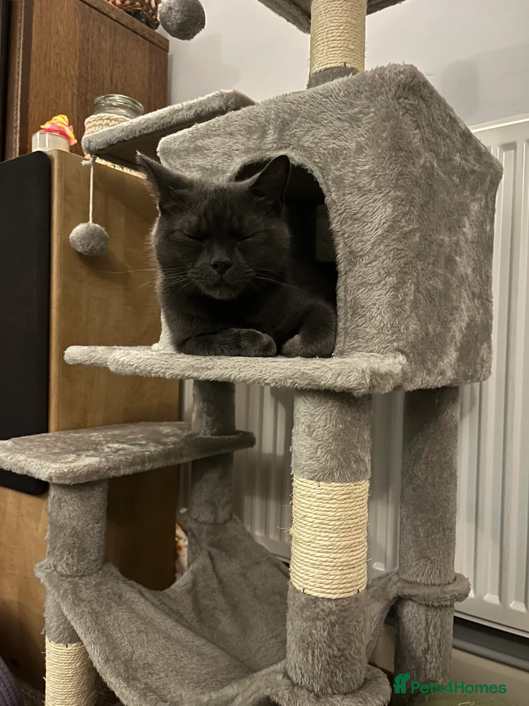 British Shorthair cats for sale: A beautiful kittens British shorthair  - Advert 2