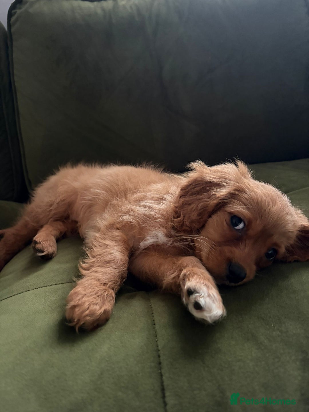 Cavapoo dogs for sale: Adorable female Cavapoo puppy needs rehoming  - Advert 1